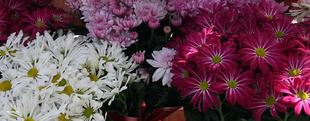 Flowers and Plants
