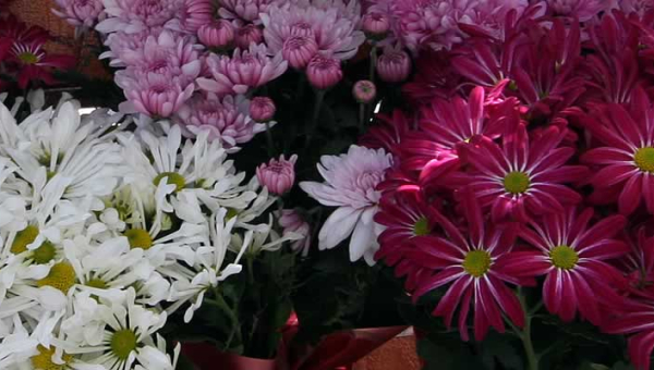 Flowers and Plants